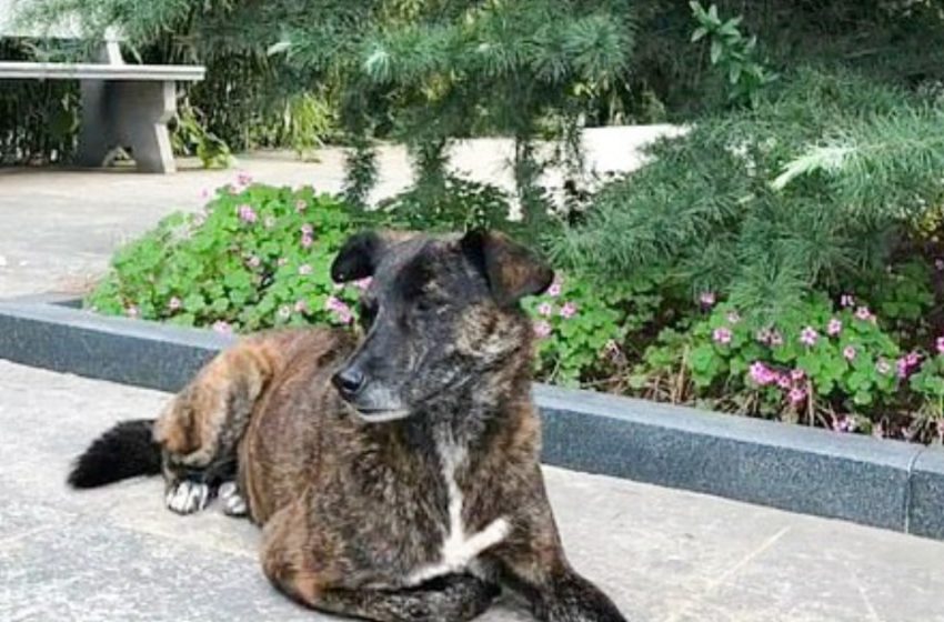  The most faithful friend: an abandoned dog has been waiting outside an apartment building for three years