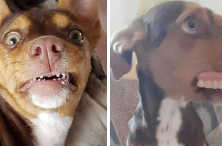 Dog stole his grandmother’s dentures and gave himself a Hollywood smile