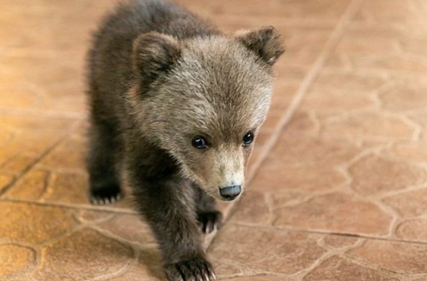  A man rescued a little bear cub, and the baby now lives with him on the farm