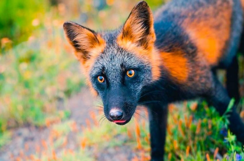  Photographer Befriended a Unique Fox and Managed to Take Special Picks