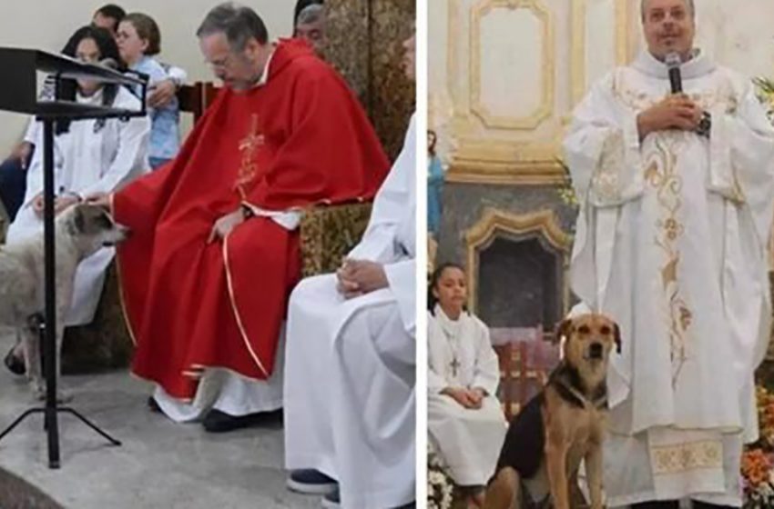  A brazilian priest lets street dogs into the church to find them new families