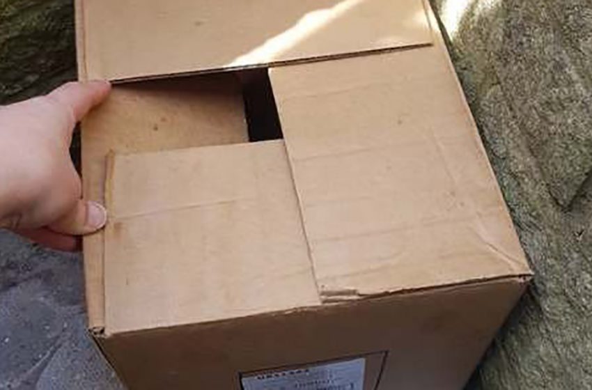  The british woman found an abandoned box with two live surprises near her house