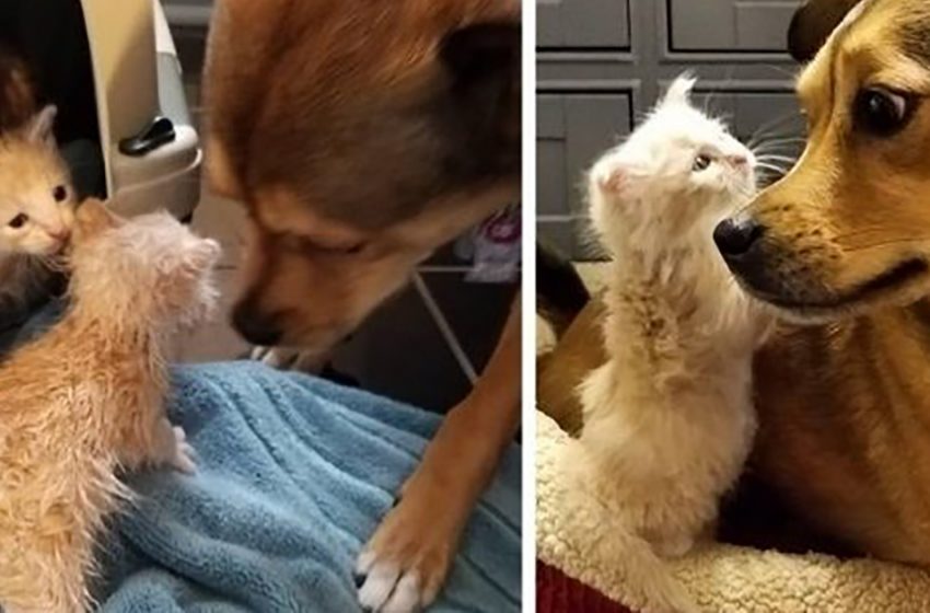  The dog found abandoned kittens and became their «receptive dad»