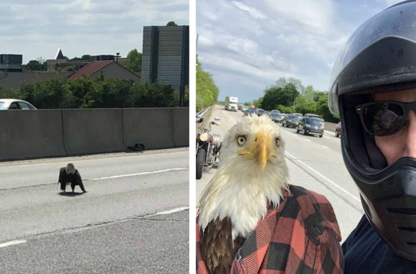  A man sees a bare hawk stuck in activity and mediates to spare her life