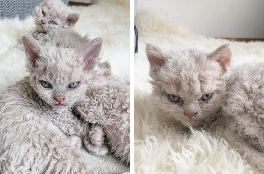  Adorable cats of rare breed shock everyone with their resemblance to sheep