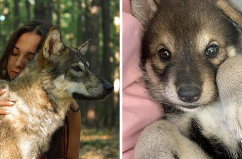  This beautiful wolf, rescued by the kind woman, finally gained a perfect life