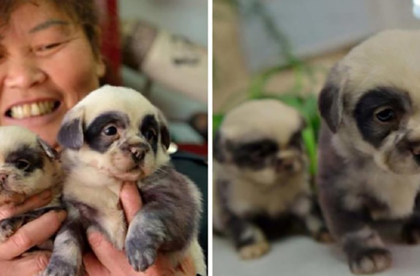  These wonderful dogs, looking like pandas, will amaze you with their unique appearance