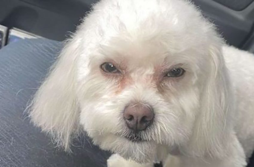  The woman was shocked finding out something was wrong with her pet after grooming