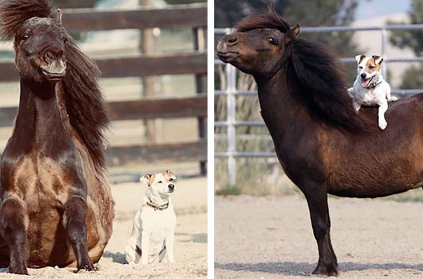  The nice horse and the adorable puppy, who love to ride on him, are inseparable couple