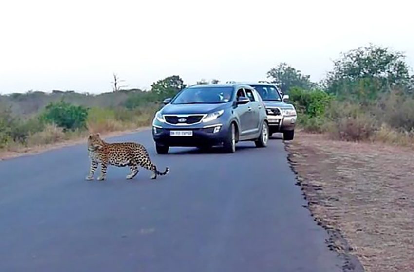  A sweet moment of mother leopard helping her baby to cross the road