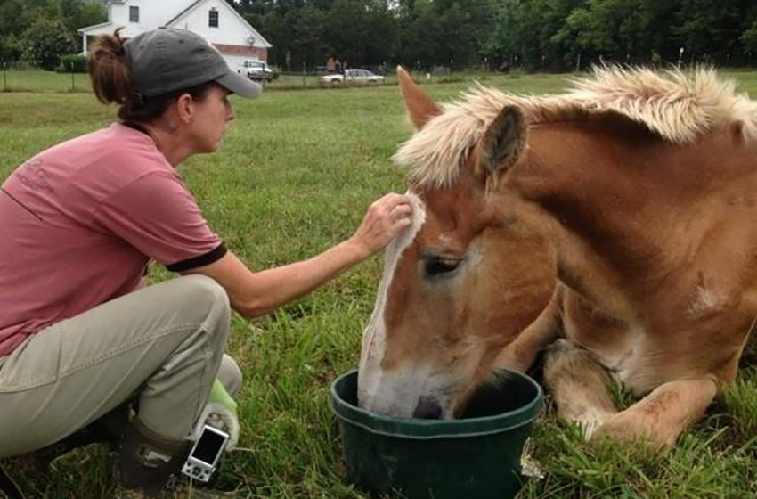  Two nice horses gained a second chance to live properly by the help of the kind woman