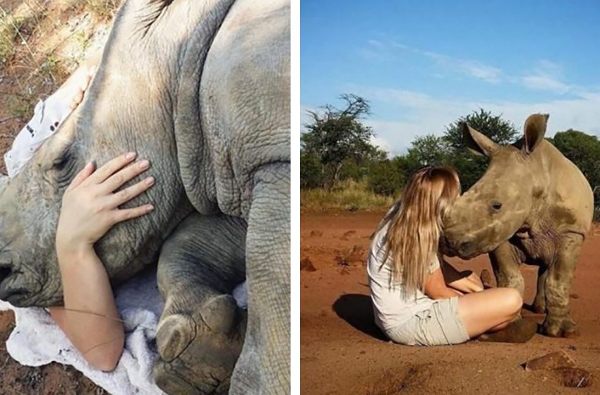  The good-natured woman gave the baby rhino all the love and care he needed