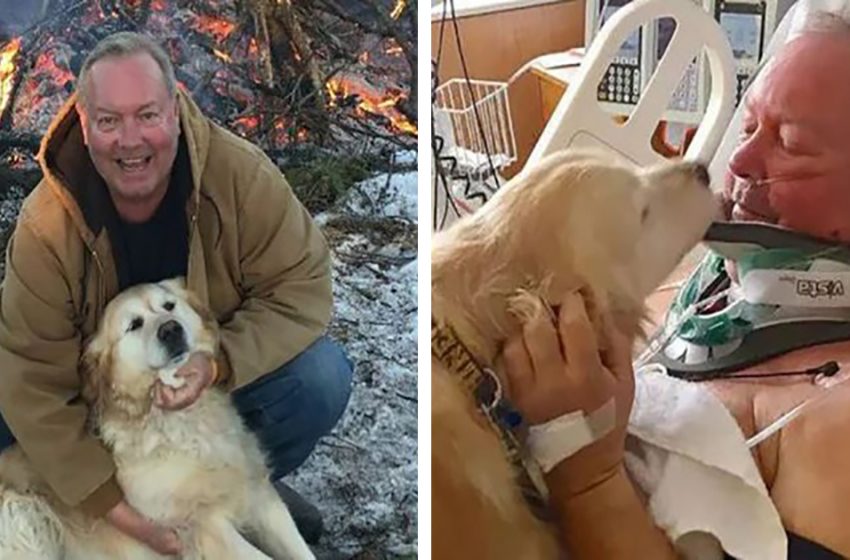  The amazing dog saved her owner’s life being with him and warming him