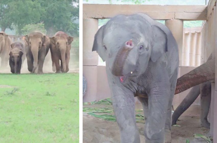  The elephant herd warmly and generously welcomed their new little member who was saved by the rescue staff