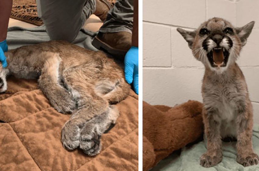  The tiny lion cub, who was extremely weak and exhausted, was saved and gained a second chance to live properly