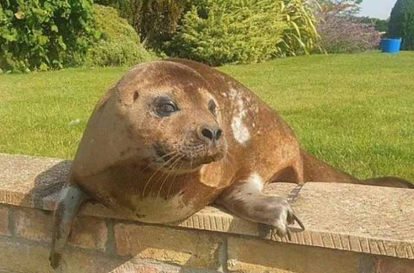  The woman was shocked to find out a huge seal having sunbath in her yard