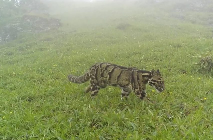  The amazing rare clouded panther was noticed in the Nagaland highlands