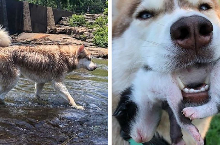  The brave husky saved the tiny kittens who were on the brink of death