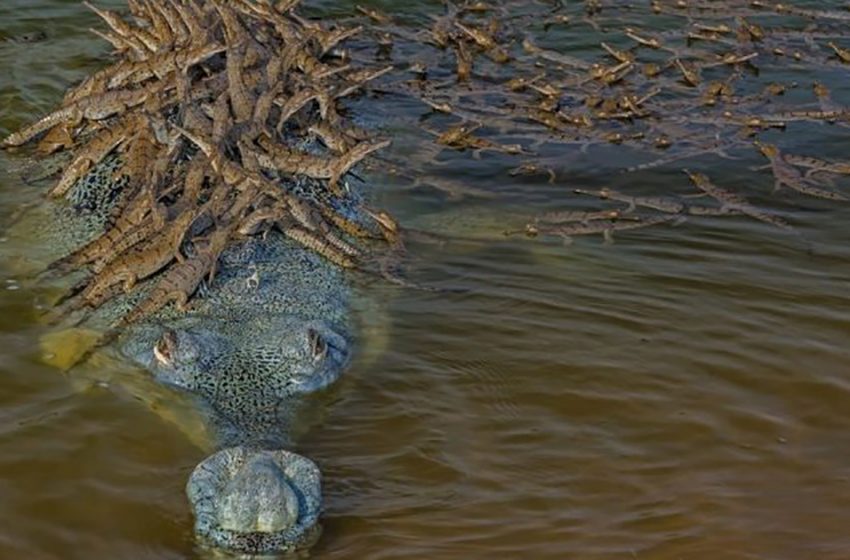  A fantastic scene of the giant aligator transporting his babies on his back