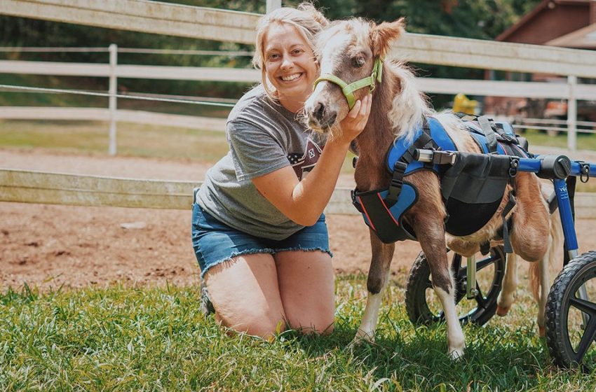  The adorable horse, who moved with the help of a wheelchair, unfortunately passed away