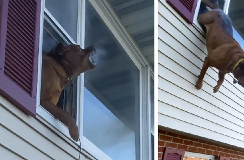  The brave dog jumped out of the window to be saved from burning house