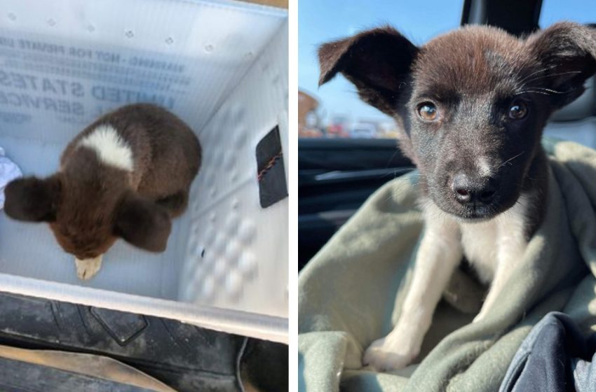  The kind postwoman rescued a tiny stray dog who helped her to finish the daily work
