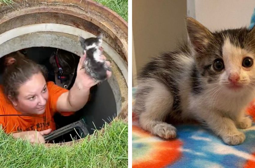  The rescue team worked 2 days to save the little kitten stuck in the