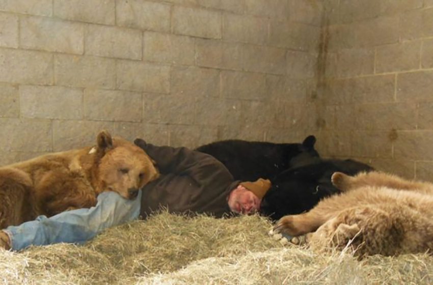 The courageous animal lover sleeps with 4 bears to comfort them and help them to relax