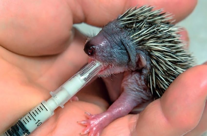  The kind vet saved the little animal changing his own life