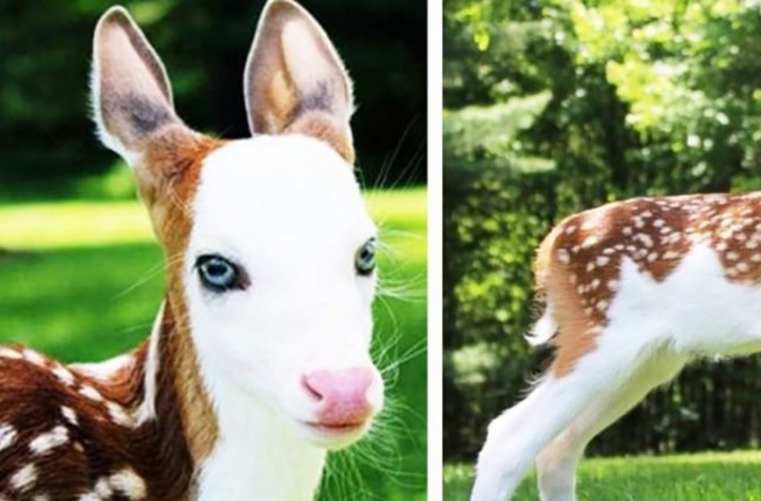  This unique deer amazed everyone with her wonderful appearance