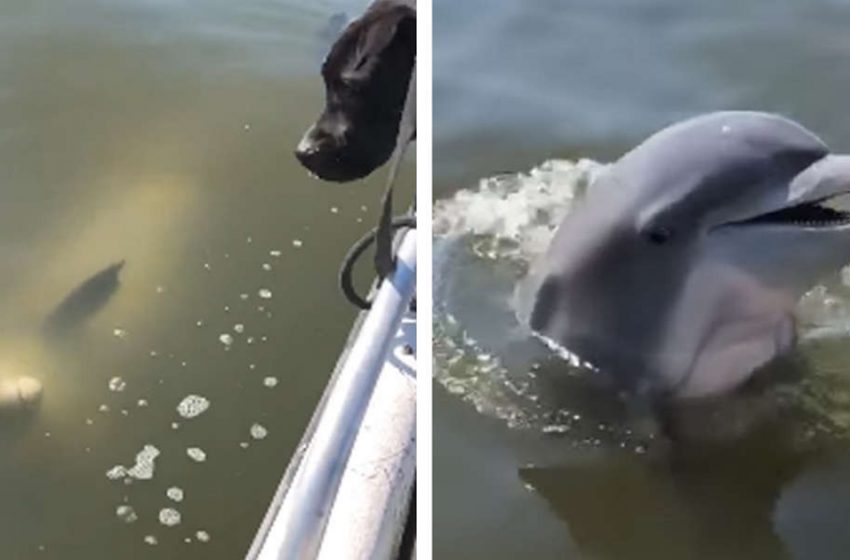 The lovely dolphin jumped out of water to greet the two sweet dogs