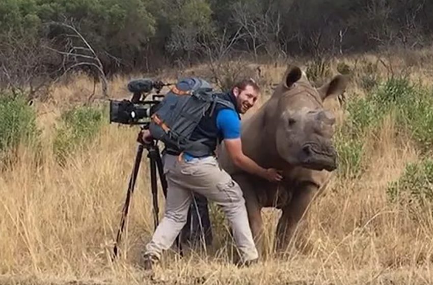  The sweet rhino only wanted to be rubbed by the photographer who was so close to him