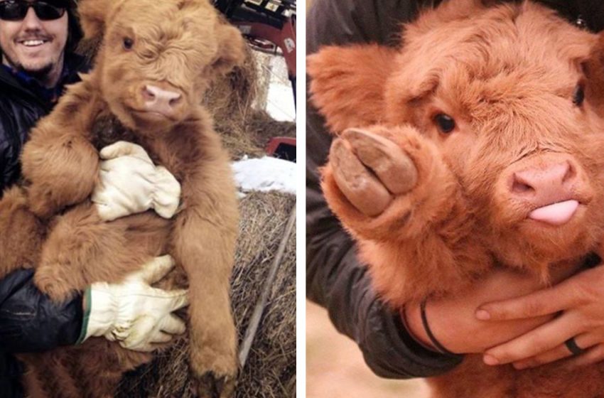  Some wonderful pics showing that cows are like dogs for humans with their devotion and love