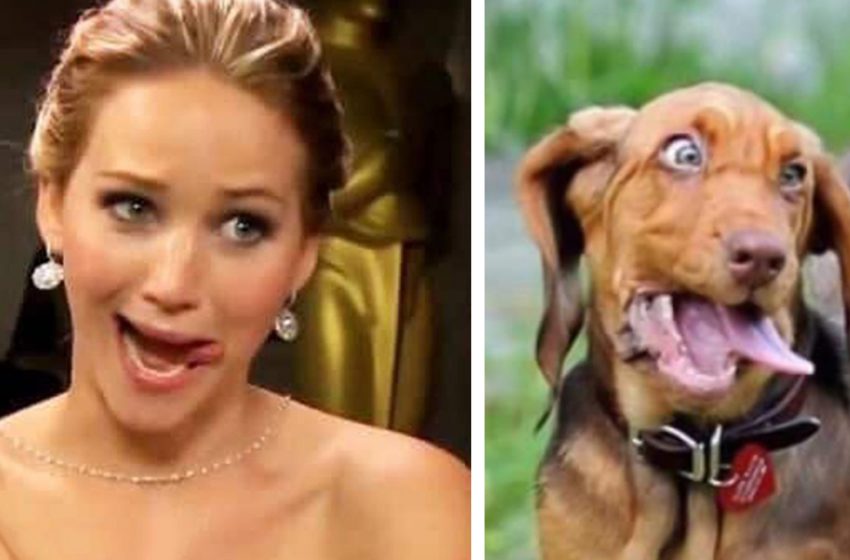  Some funny pics showing the adorable dogs copied human facial expressions. Or vice versa!