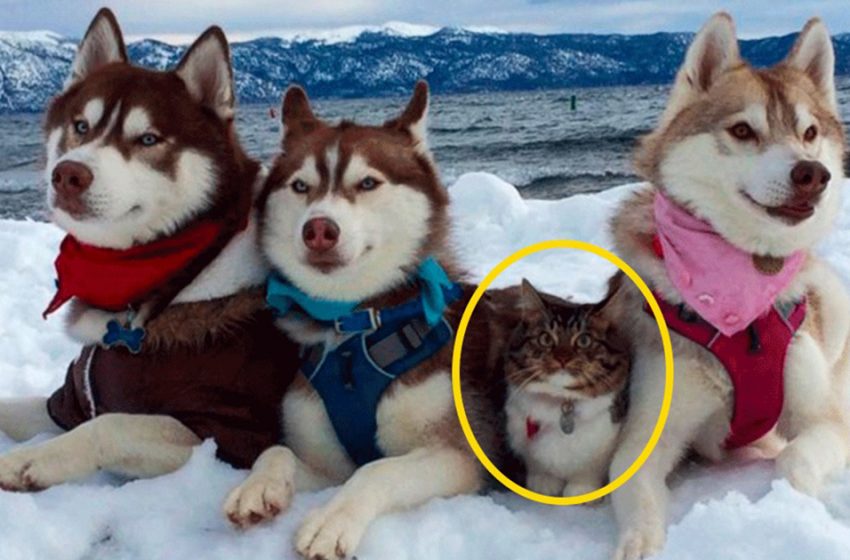  The nice kitten, who was raised by caring huskies, now considers herself a spirited dog