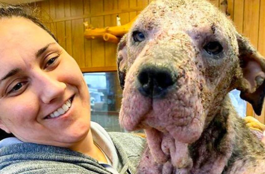  A caring woman took a sick dog and after a perfect treatment she changed her unrecognizably