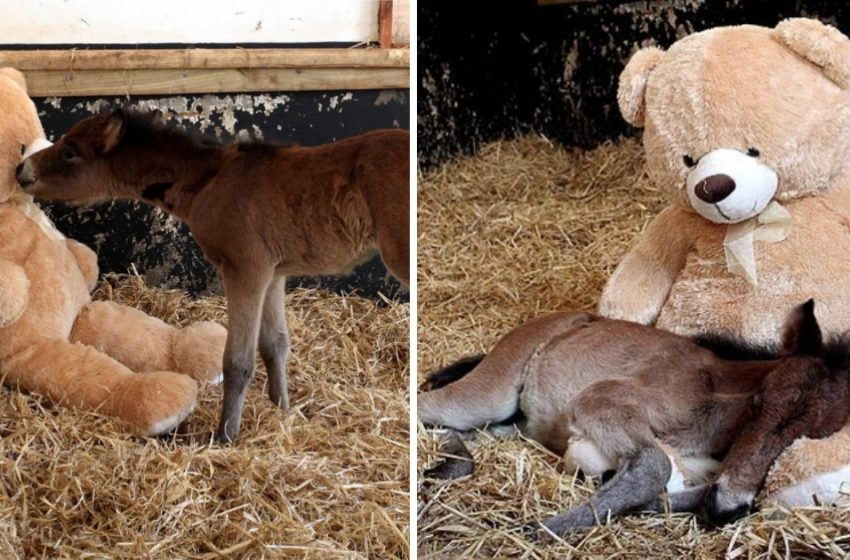  The orphaned pony feels comfortable with his lovely companion — teddy bear