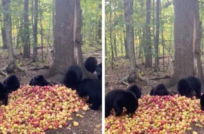  The surprising moment of black bear cubs showing their contentment when seeing many apples