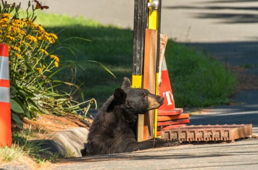  The bear family was fortunately saved due to the skilled work of the rescue team