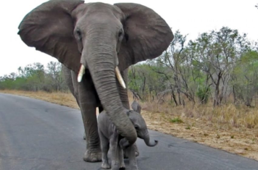  Mother elephant tried to protect her baby by keeping her away from tourists