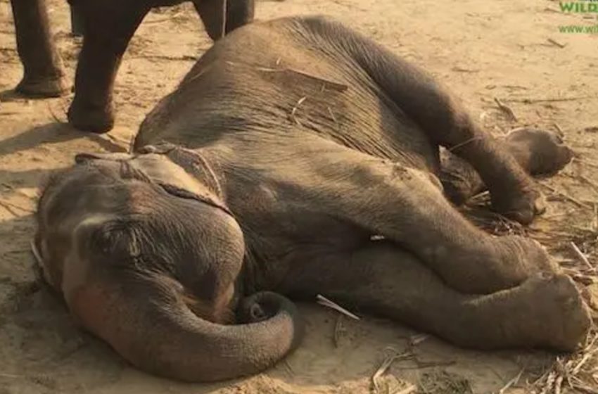  An impressive moment of a lovely elephant getting joyful to be in freeedom