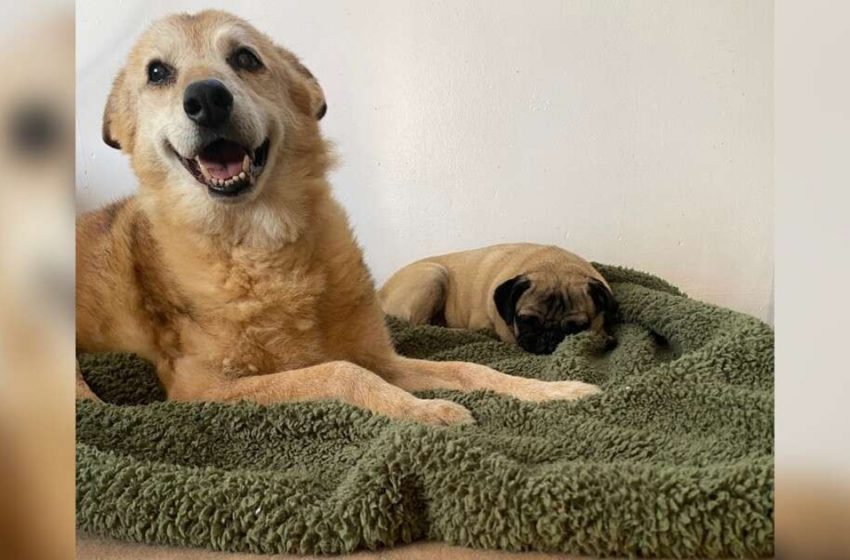  The senior dog was thrilled to find his forever home and feel the warmth of his owner
