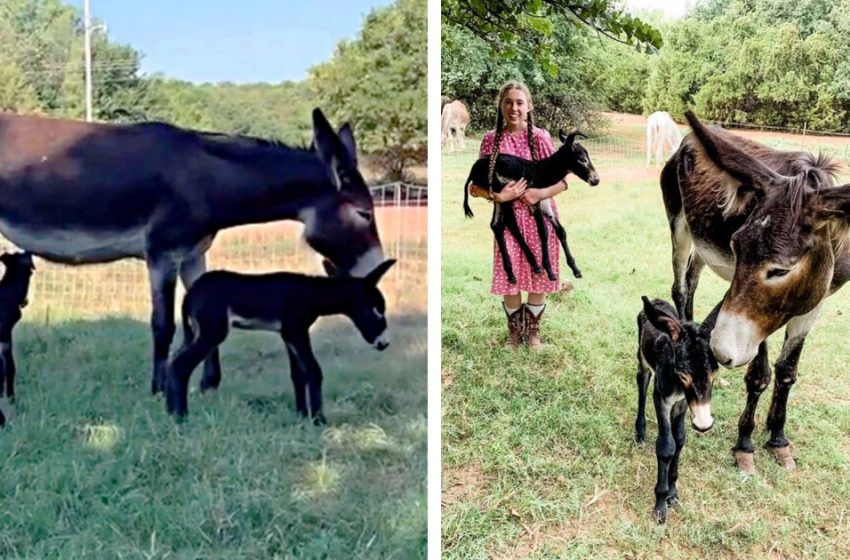  A Miracle Happend in Oklahoma farm Twin Pair of Donkeys were born