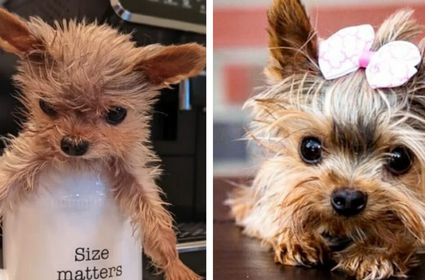  A Tiny Dog from Shelter was Given Six Months but She Bravely Fights the Odds