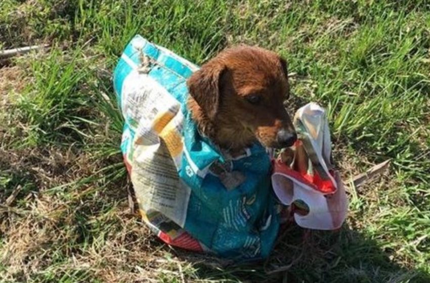  The couple was driving when they saw a package left on the road