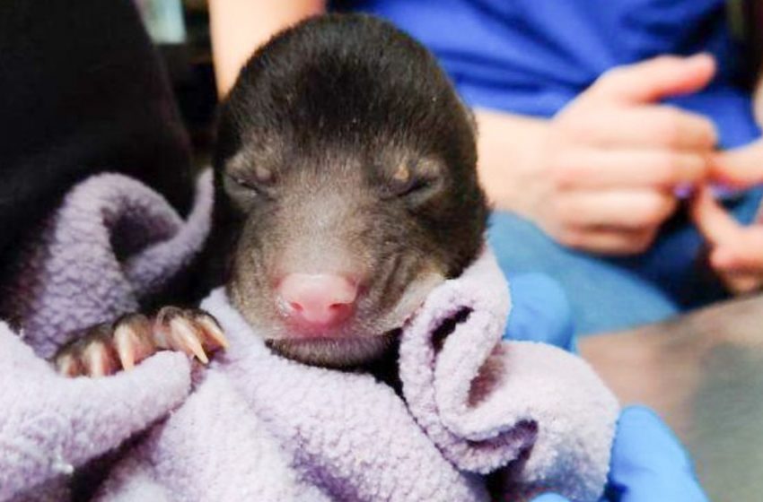  The dog brought a strange cub, and it was not a puppy …
