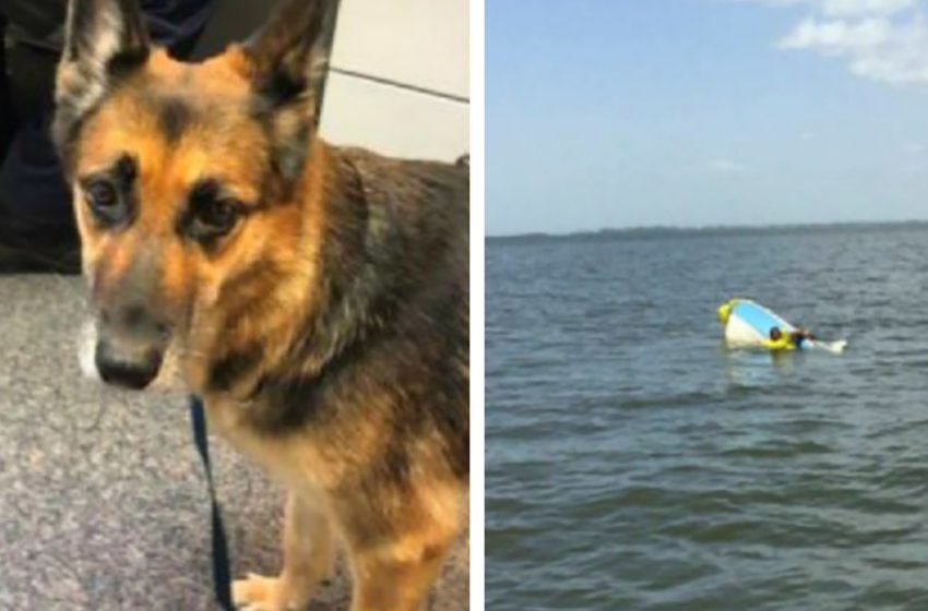  German shepherd saved his owner’s life by staying in waters for 11 hours