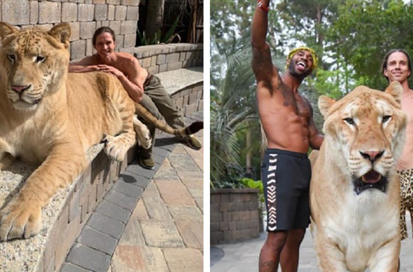  The world’s biggest cat called Apollo is a lion-tiger mix