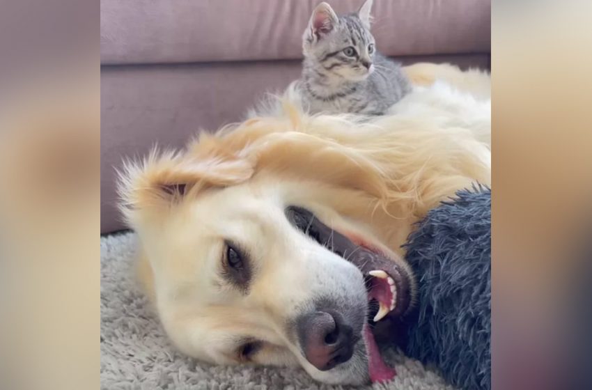  The Dog Gave up Trying to Get his Place Back from the Kitten