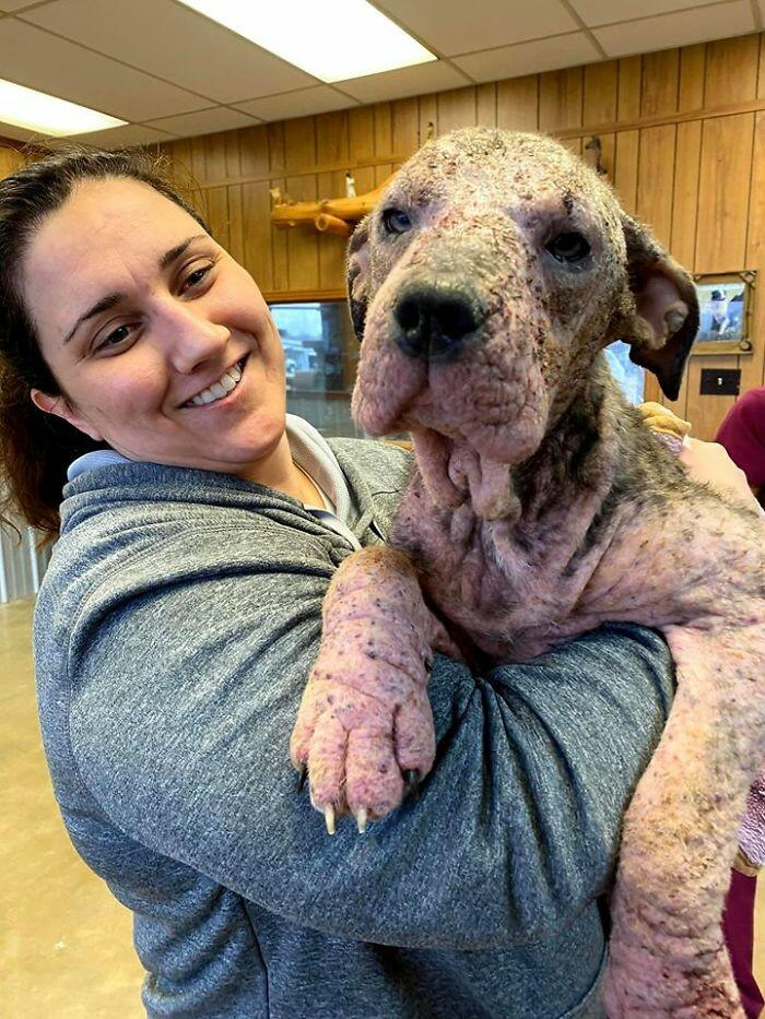 A caring woman took a sick dog and after a perfect treatment she